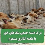 مرگ دسته جمعی سگ‌های خور با طعمه گذاری مسموم