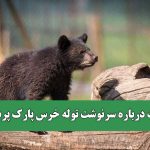 ابهامات درباره سرنوشت توله خرس پارک پردیسان