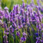 آشنایی با فواید اسطوخودوس
