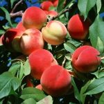 از خواص جادویی هلو چه می‌دانید؟