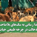 غذا رسانی به سگ‌های بلاصاحب، دخالت در چرخه طبیعی حیات