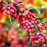 میوه‌ای با خواص تقویت‌کننده سیستم ایمنی و ضدالتهابی