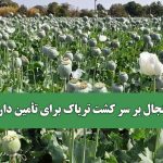 جنجال بر سر کشت تریاک برای تأمین دارو