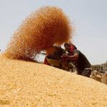 زمان پرداخت مطالبات گندمکاران خوزستان مرداد ۱۴۰۴ + میزان پرداختی