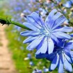 گیاهی موثر در تصفیه خون و بهبود عملکرد کبد