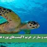 ساخت و ساز در حریم لاکپشت‌های پوزه عقابی