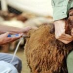 تب برفکی قابلیت انتقال به انسان را هم دارد؟