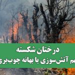 درختان شکسته؛ متهم آتش‌سوزی یا بهانه چوب‌بری ؟