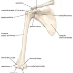 چرا شانه انسان مستعد درد است؟ خطای تکاملی یا سازگاری هوشمند؟