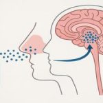 طراحی دارویی به صورت قطرهٔ بینی برای حذف تومورهای مغزی