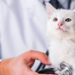 بیماری‌های دهان و دندان در گربه‌ها (ژنژیویت و استوماتیت)