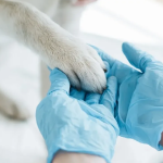 آلرژی‌های پوستی در سگ‌ها