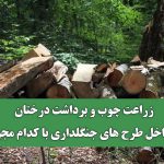 زراعت چوب و برداشت درختان در داخل طرح های جنگلداری با کدام مجوز؟!