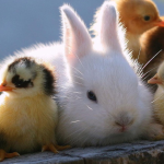 بیماری‌های عمومی در بین حیوانات