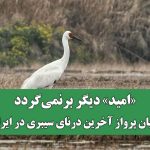 «امید» دیگر برنمی‌گردد/ پایان پرواز آخرین درنای سیبری در ایران