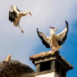 داستان واقعی لک‌لک‌های عاشق کرواسی | سفر بیست‌سالهٔ کلیپتان برای عشق به مالنا