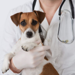 عفونت‌های دستگاه ادراری در سگ‌ها