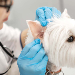 هپاتیت عفونی سگ،بیماری‌ای که سلامت سگ‌ها را تهدید می‌کند