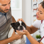 سرطان در سگ‌ها، راهنمای جامع برای صاحبان حیوانات خانگی