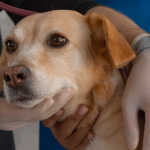 شناخت، پیشگیری و درمان بیماری لایم در سگ‌ها