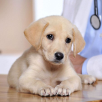 آشنایی، پیشگیری و درمان لپتوسپیروز در سگ‌ها
