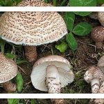 مسمومیت قارچی؛ این قارچ‌ها می‌توانند جان شما را تهدید کنند!