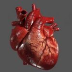 یک راز غذایی که روند پیری قلب را کند می کند