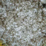 قارچی که از پرتو رادیواکتیو تغذیه می‌کند: راز حیات سیاه در دل چرنوبیل